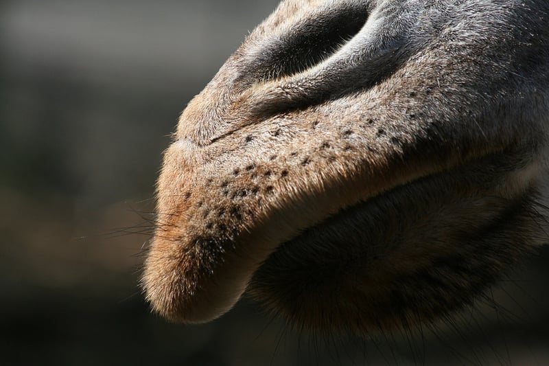 Safari Photography