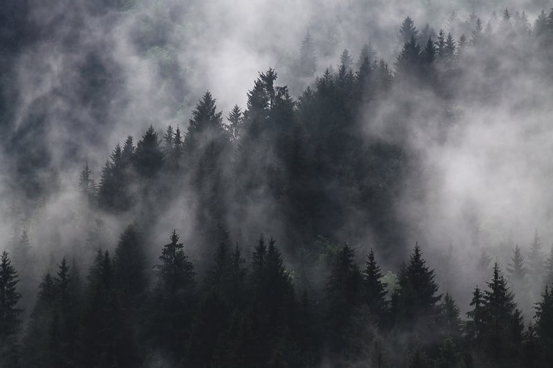 Misty Jungle
