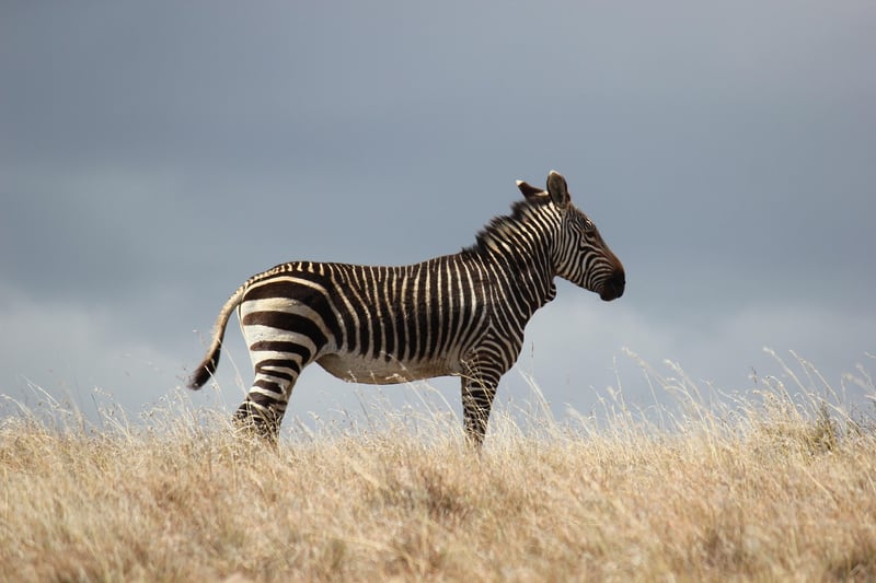 Zebra on Safari